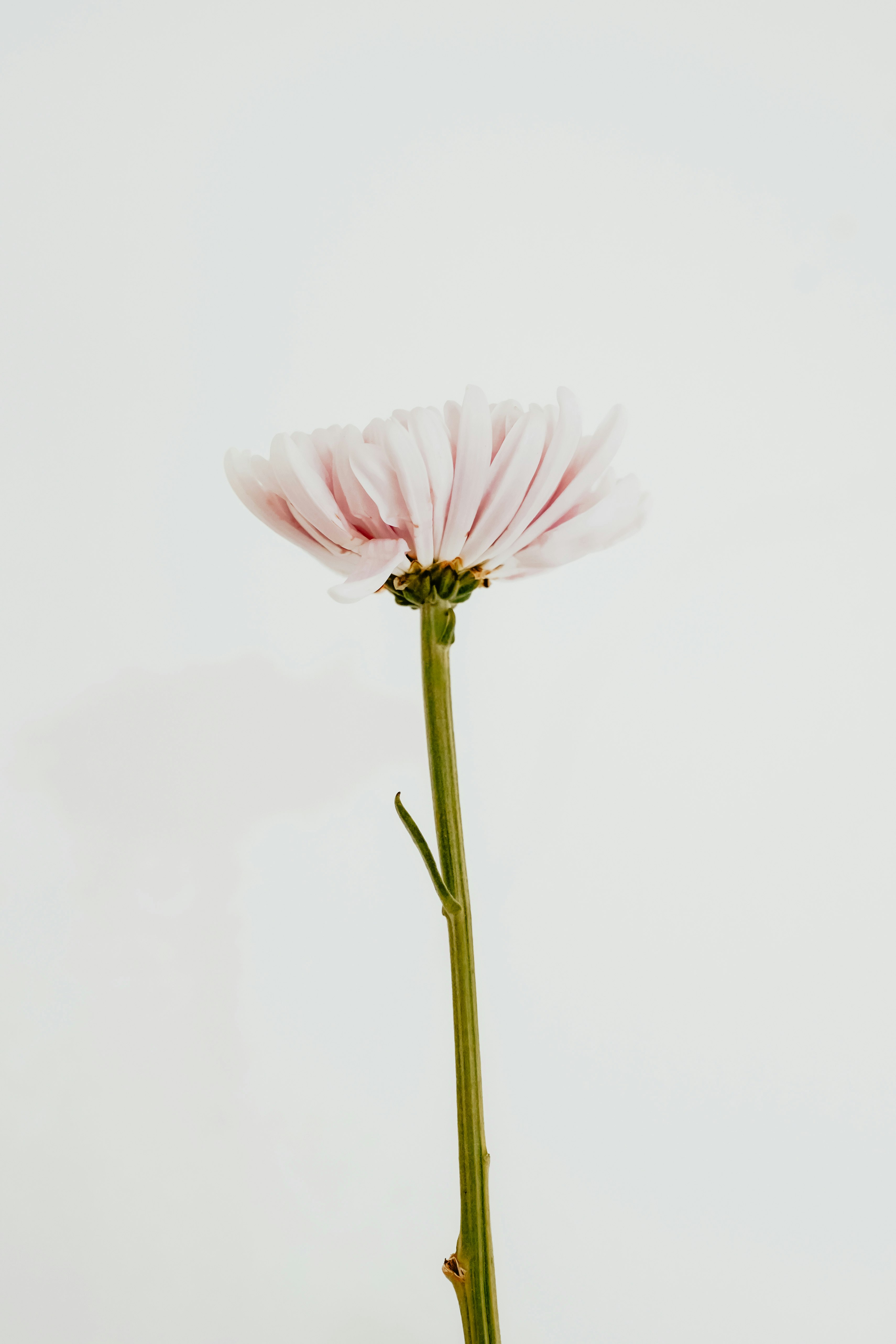 pink flower with green stem